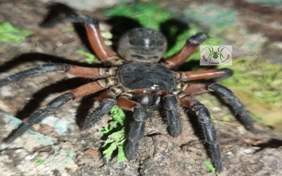 Liphistius sp. / Mesothelae Spider / Trapdoor Spider / Living Fossil Spider